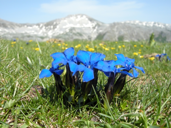 Gentiana verna / Genziana primaticcia